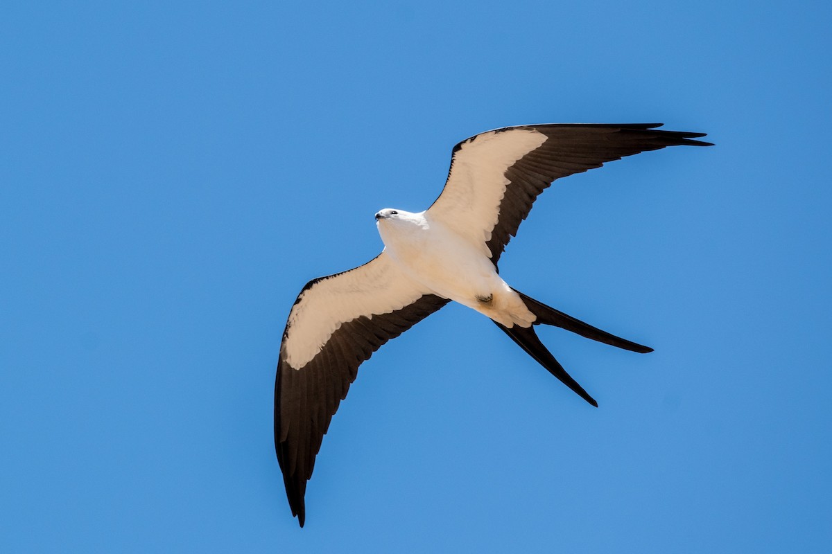 Swallow-tailed Kite - ML605570331