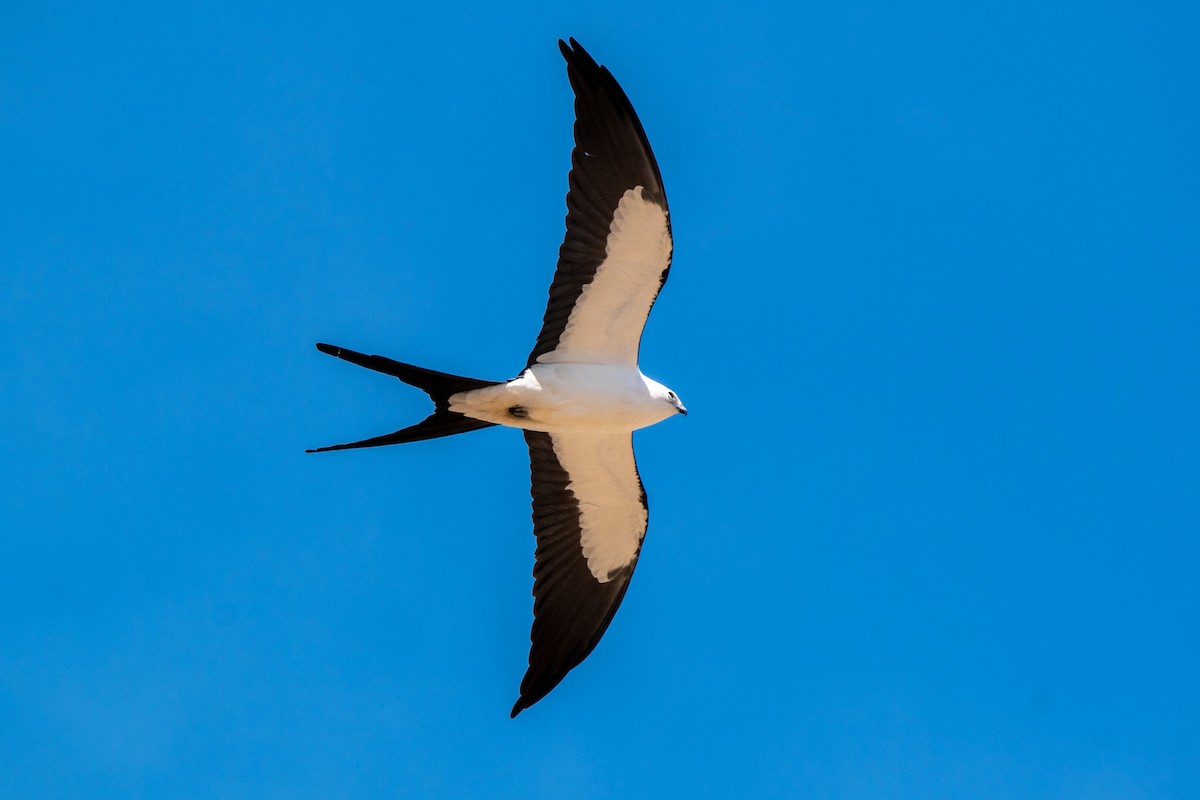 Swallow-tailed Kite - ML605570341
