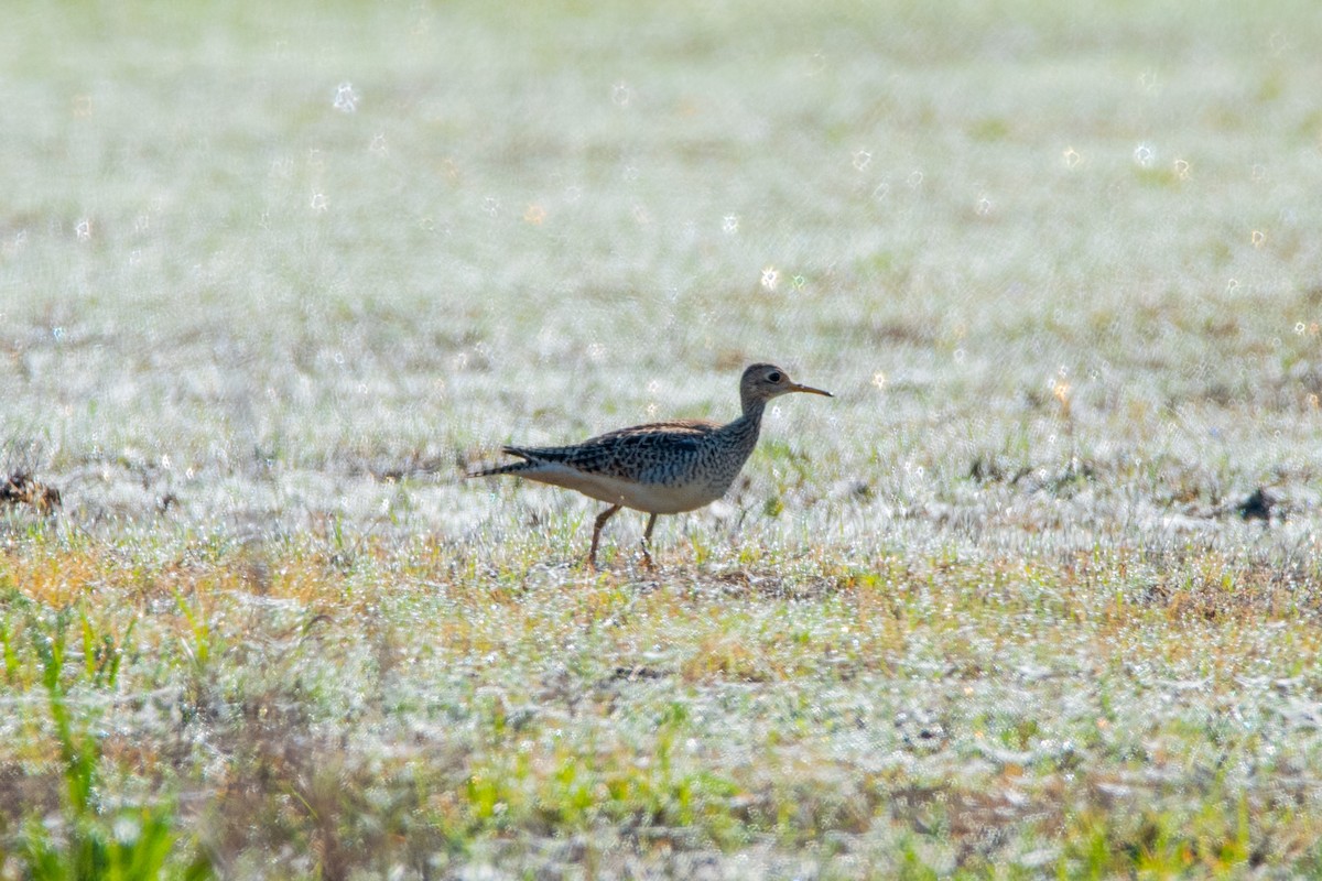 Upland Sandpiper - ML605570611