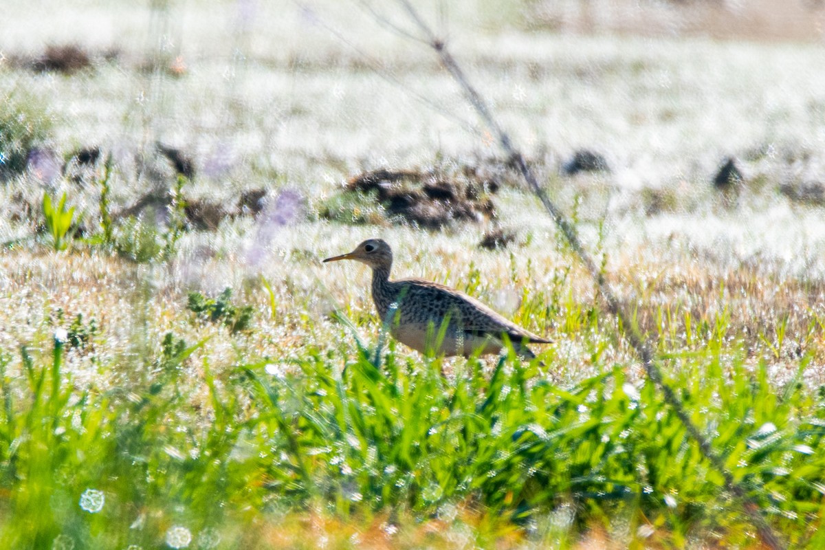 Upland Sandpiper - ML605570631