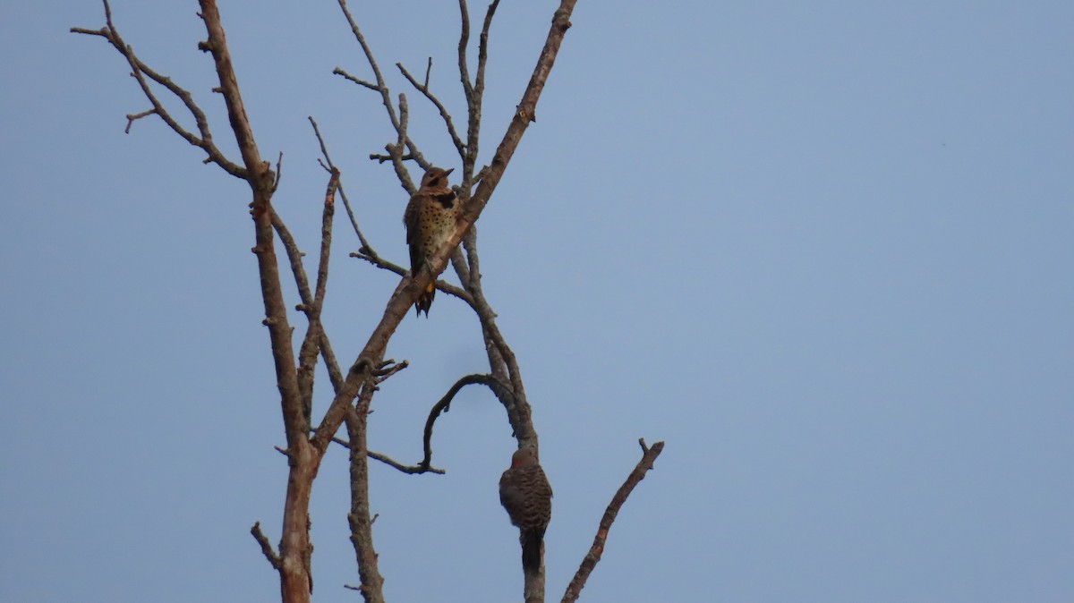 Northern Flicker - ML605570821