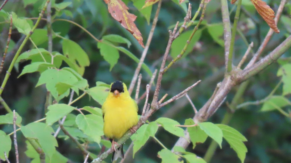 American Goldfinch - ML605570901