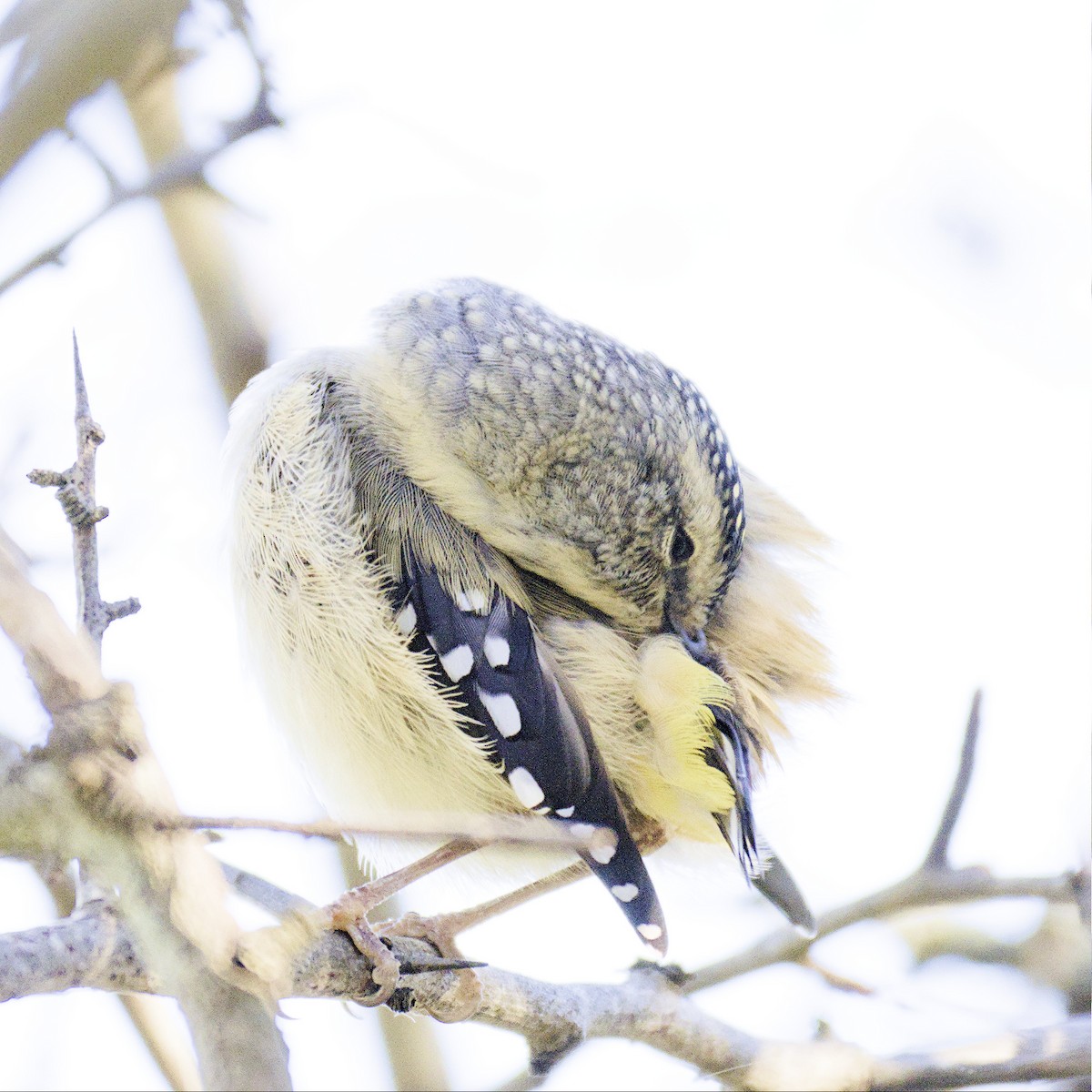 Fleckenpanthervogel - ML605570971