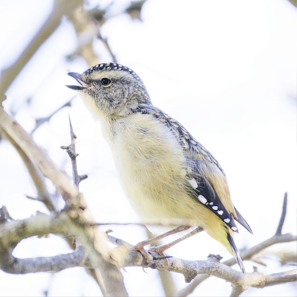 Spotted Pardalote - Thomas Jaeger