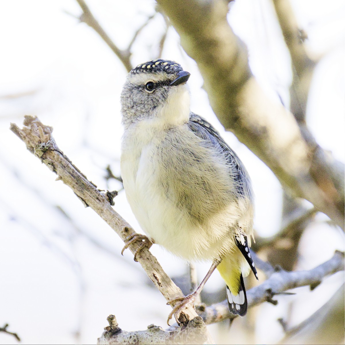 Spotted Pardalote - Thomas Jaeger