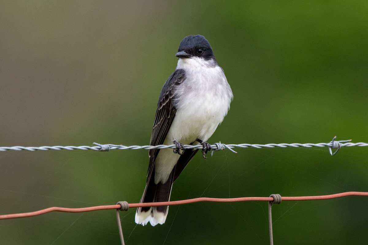 Eastern Kingbird - ML605571271