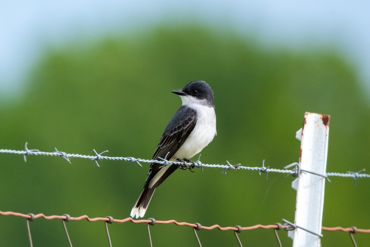 Eastern Kingbird - ML605571281