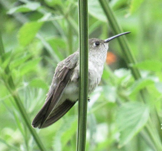 Colibrí de Taczanowski - ML605572281