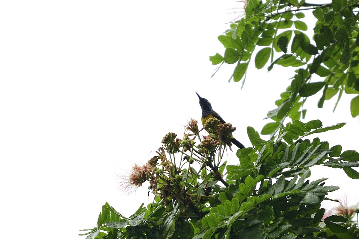 Ornate Sunbird - Ken Crawley