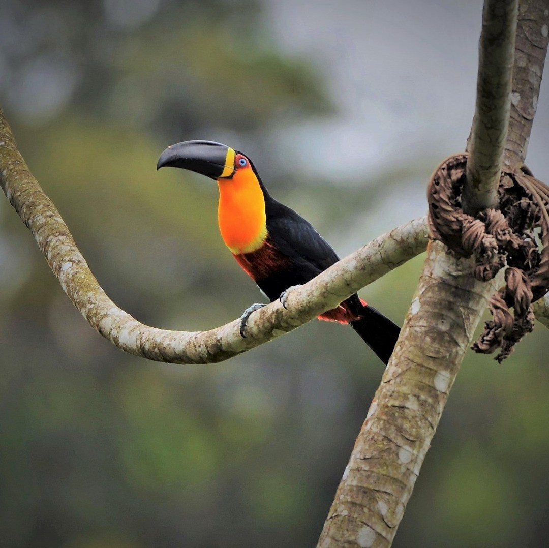 Channel-billed Toucan - ML605574751