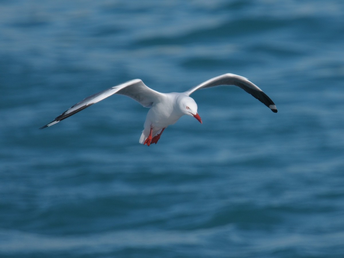 ギンカモメ（novaehollandiae／forsteri） - ML605574851