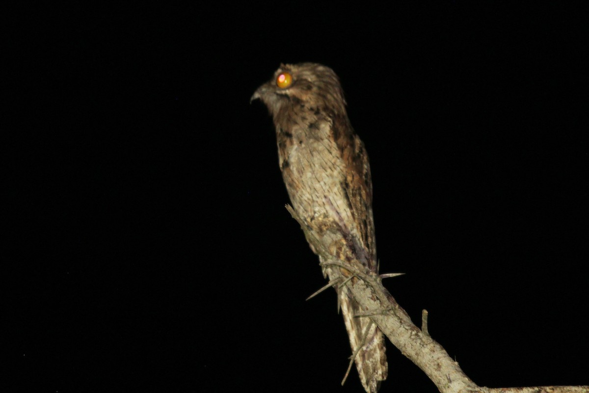 Northern Potoo - ML605575021