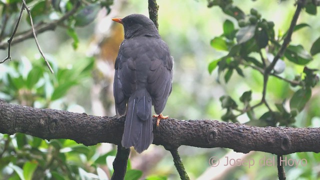 Great Thrush - ML605575531