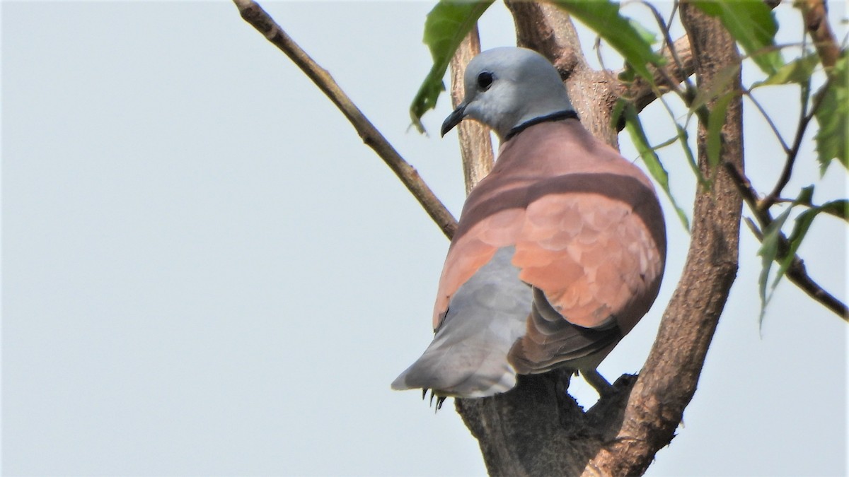 Red Collared-Dove - ML605575561