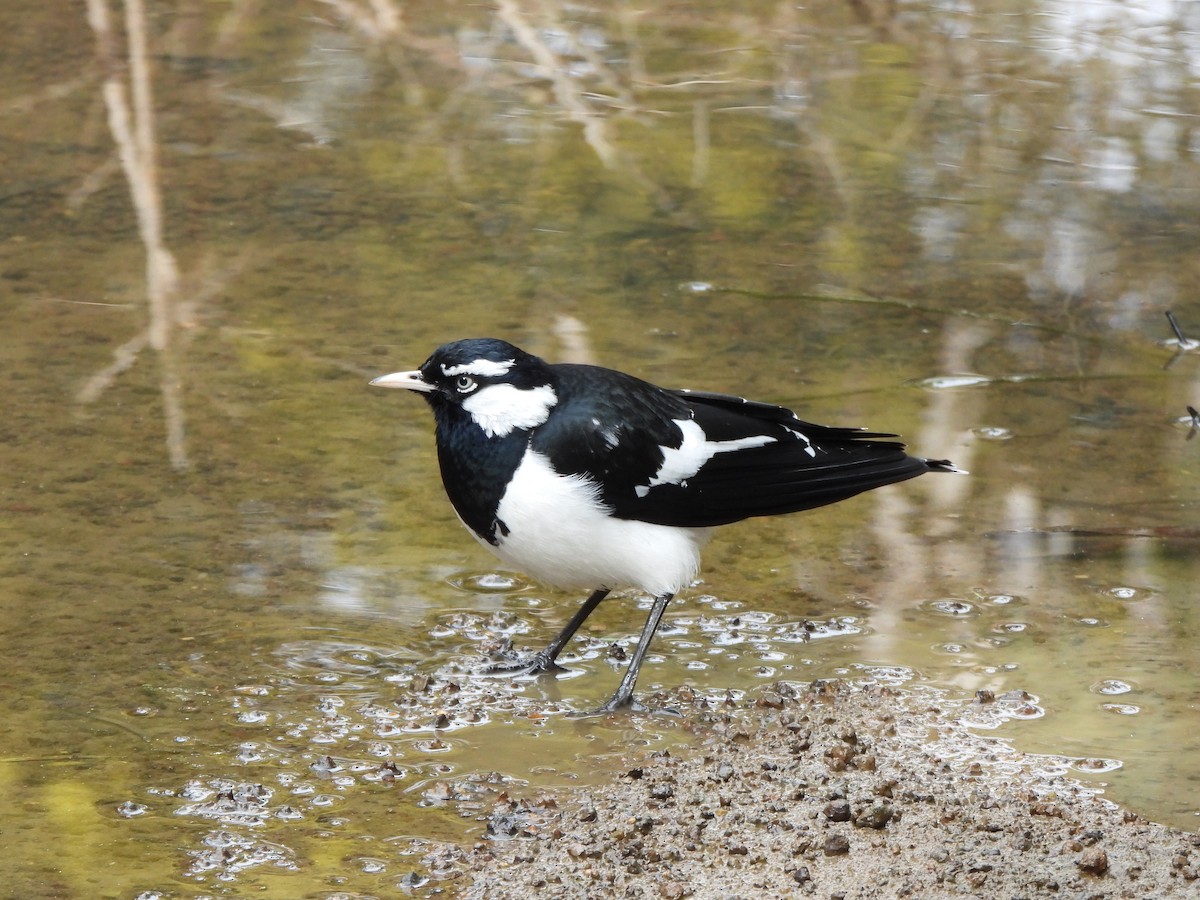 Magpie-lark - ML605576981