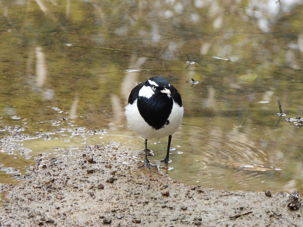 Magpie-lark - ML605577001