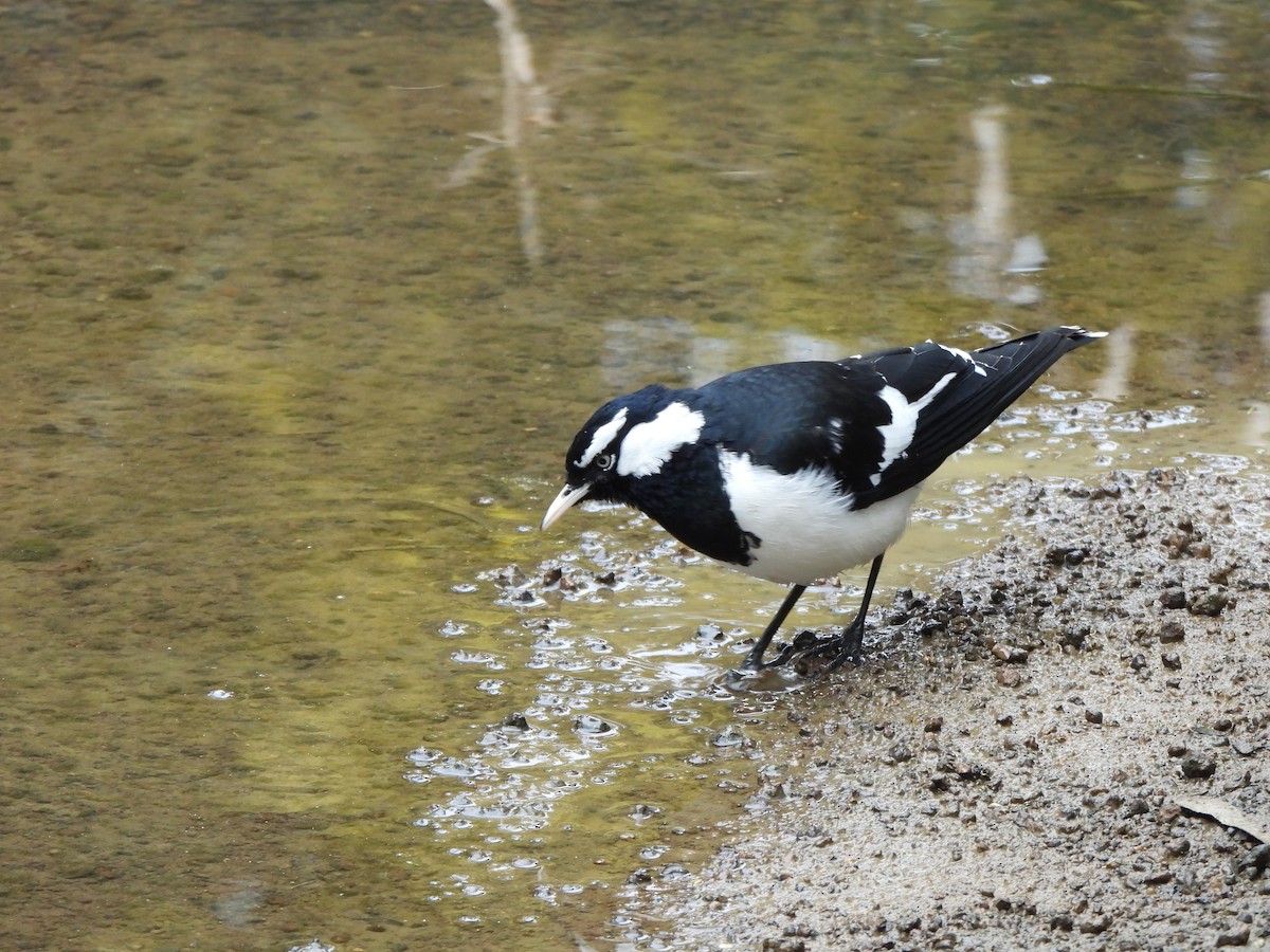 Magpie-lark - ML605577011