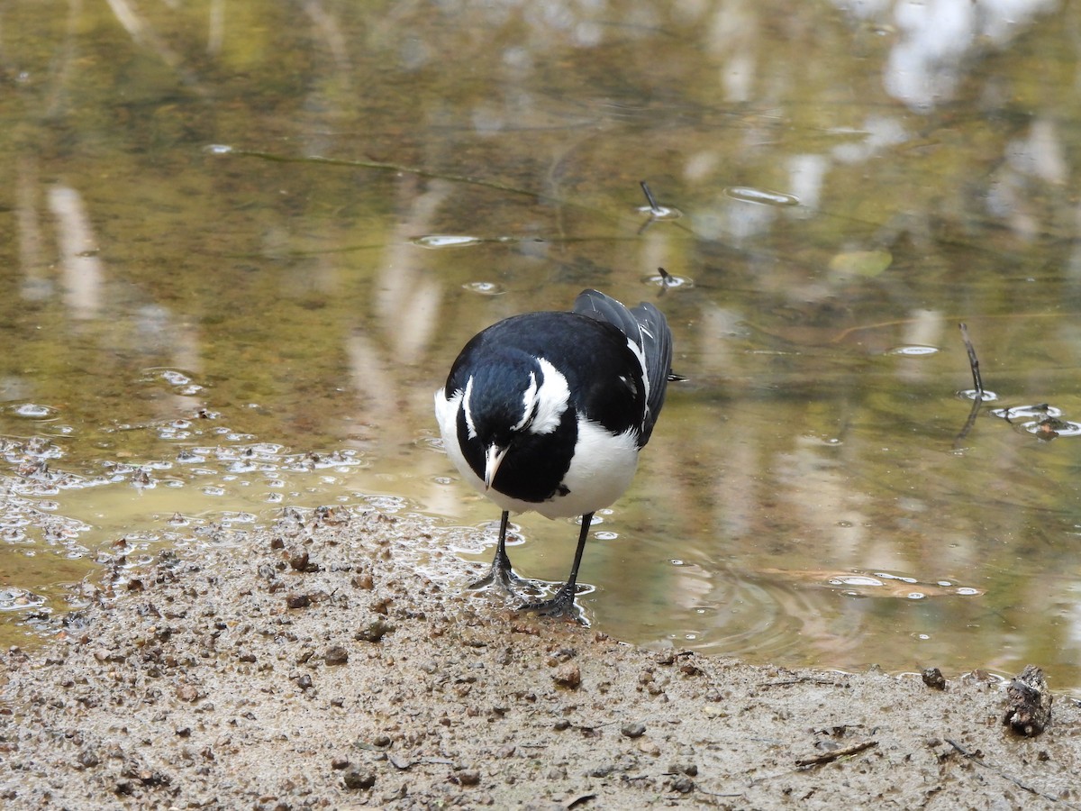 Magpie-lark - ML605577021