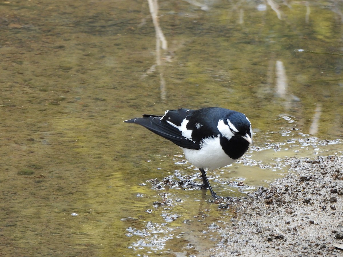 Magpie-lark - ML605577031