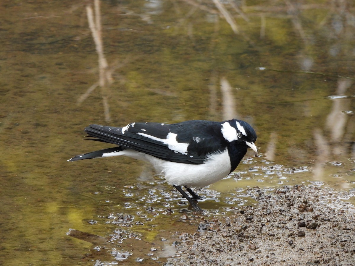 Magpie-lark - ML605577041