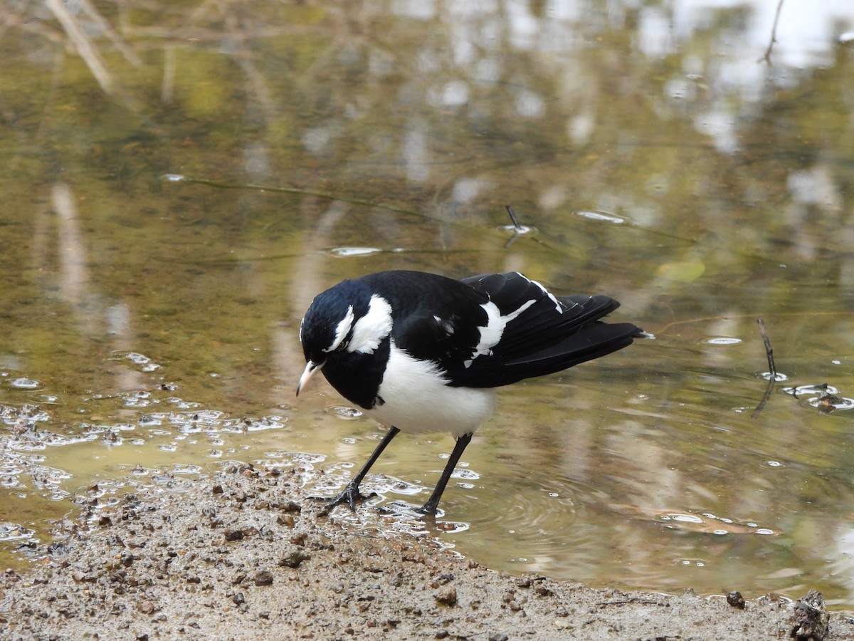 Magpie-lark - ML605577051