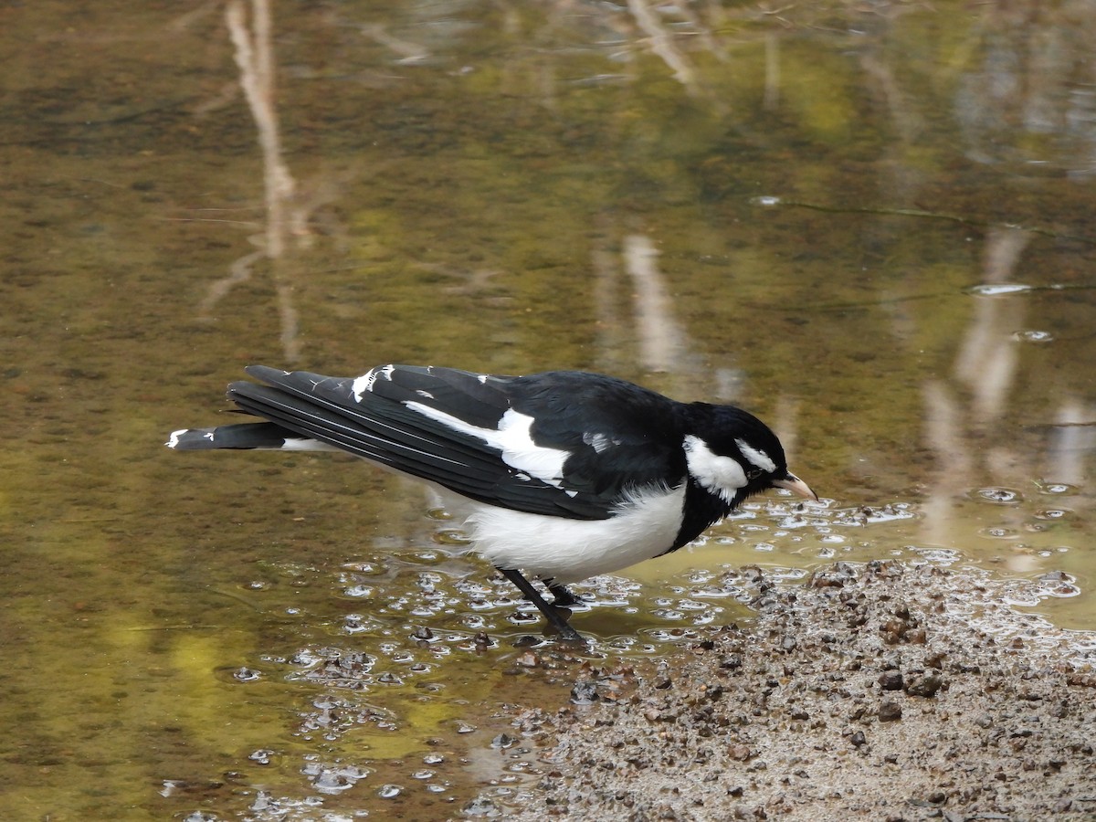 Magpie-lark - ML605577061