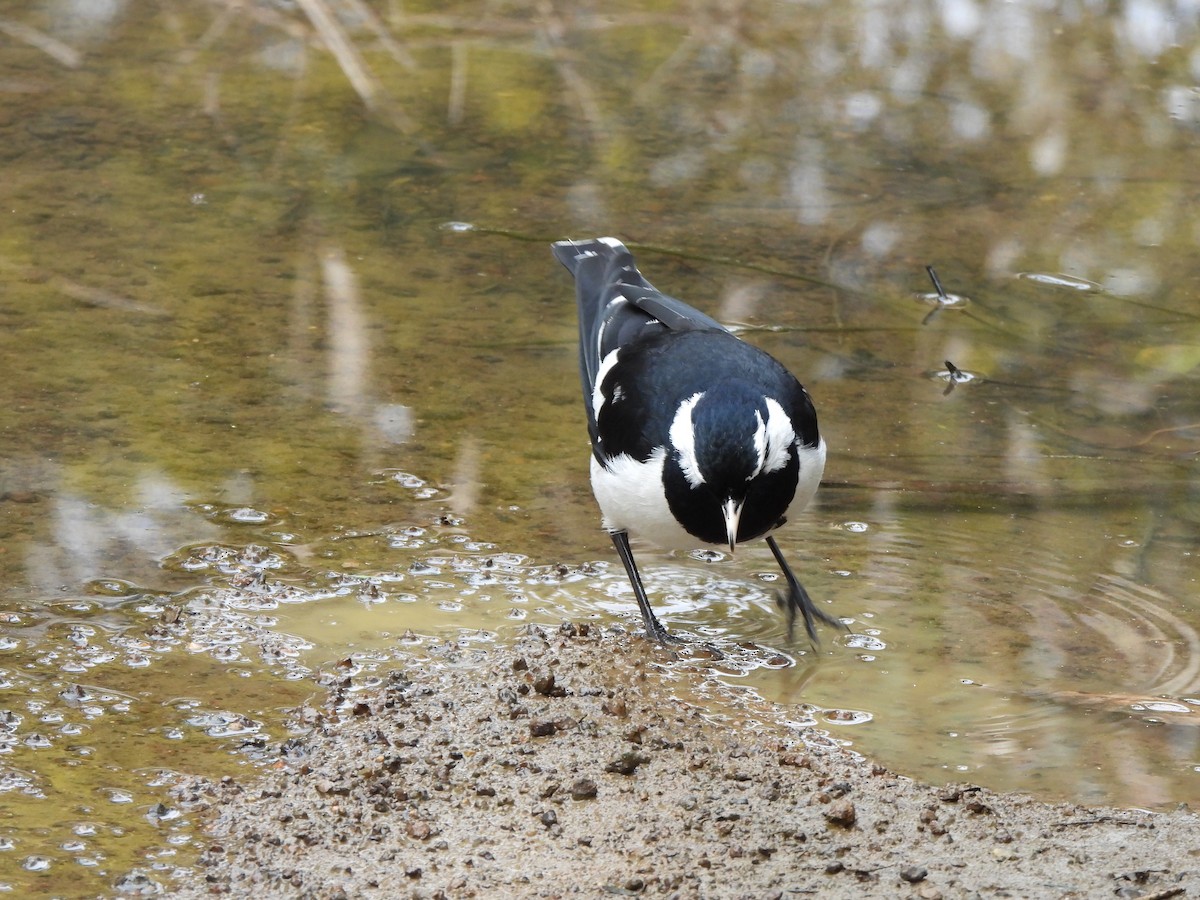 Magpie-lark - ML605577071