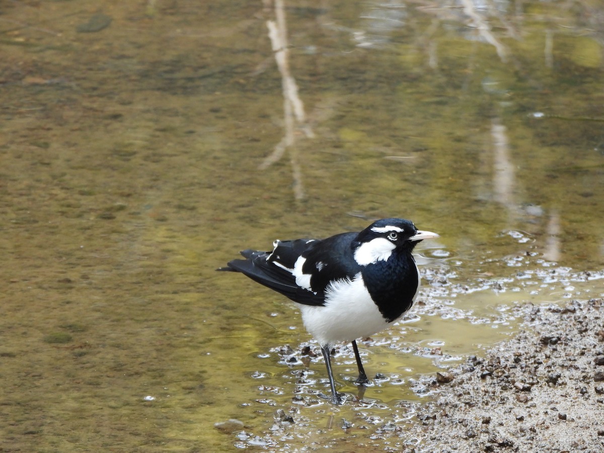 Magpie-lark - ML605577081