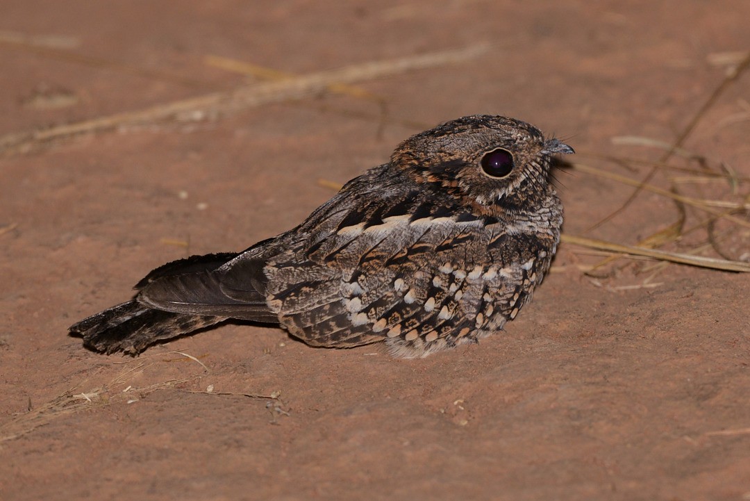 Little Nightjar - ML605578971