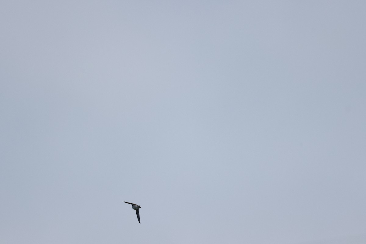 White-throated Needletail - ML605578991