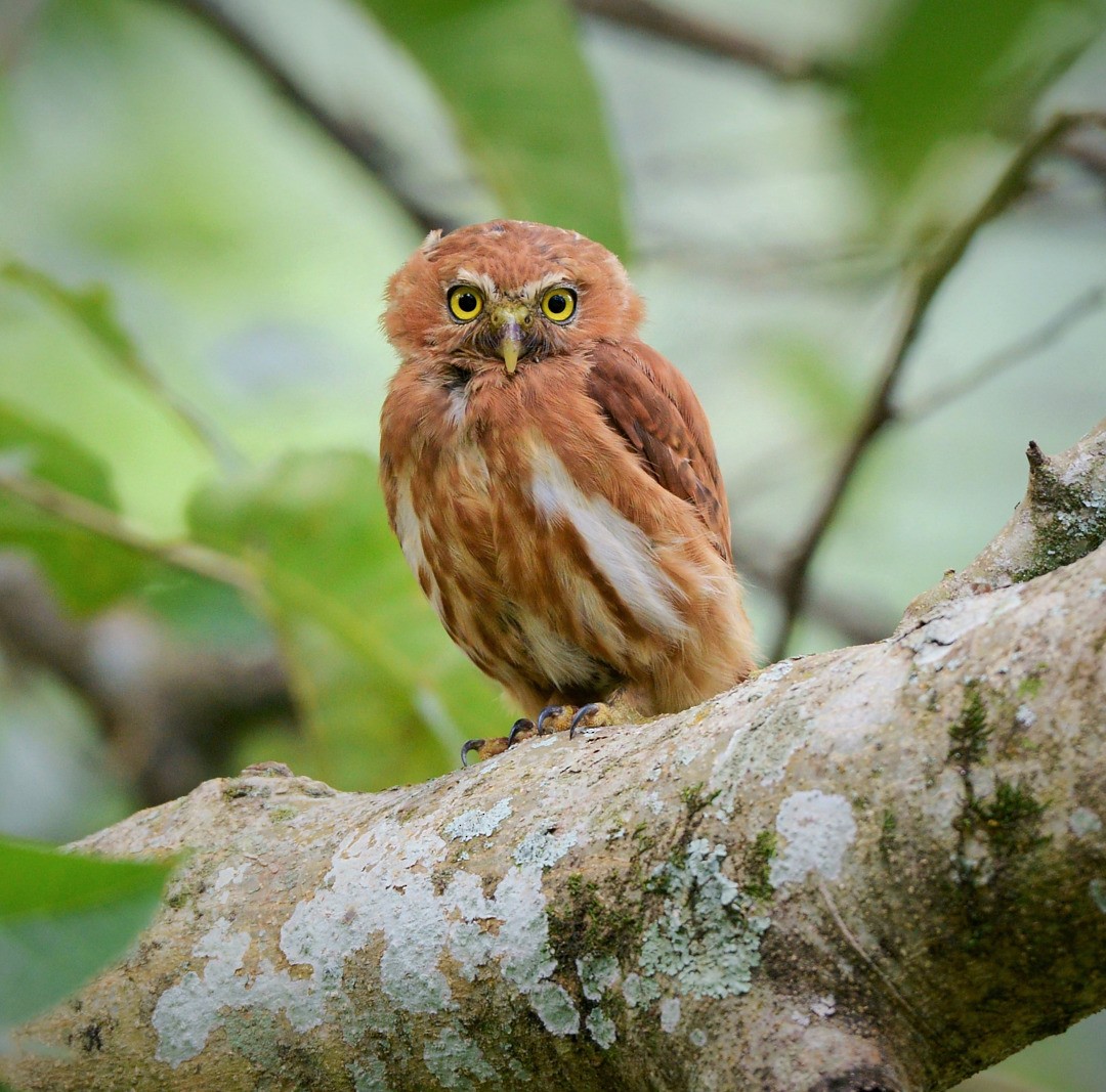 Ferruginous Pygmy-Owl - ML605579051