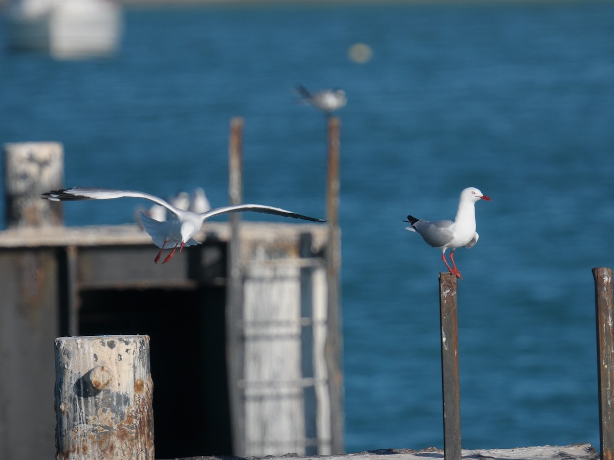 ギンカモメ（novaehollandiae／forsteri） - ML605579101