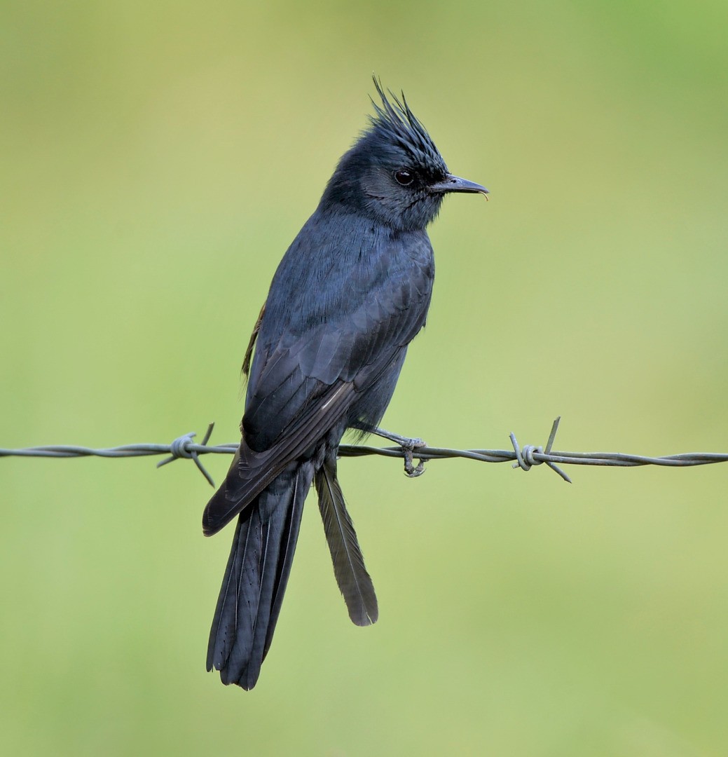 Crested Black-Tyrant - Júlio César Machado