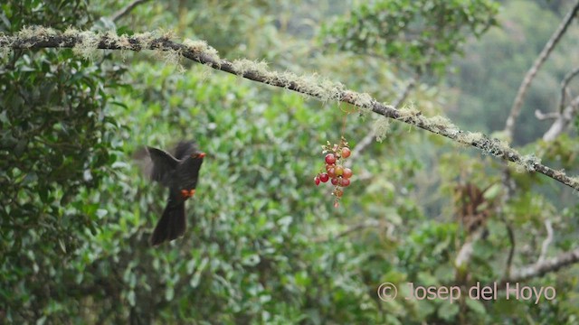 Great Thrush - ML605583771