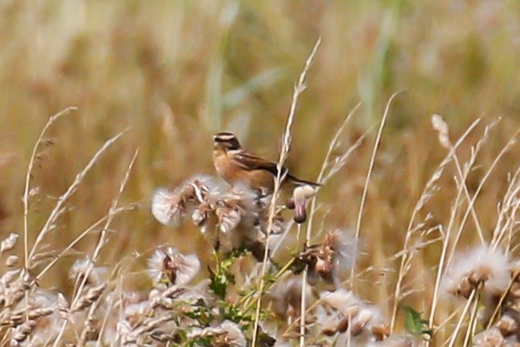 Whinchat - Arto Maatta