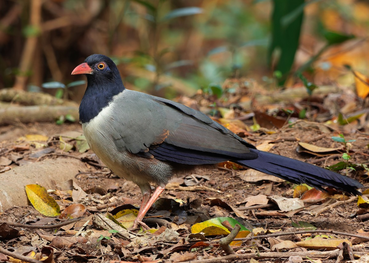 Coral-billed Ground-Cuckoo - Ayuwat Jearwattanakanok