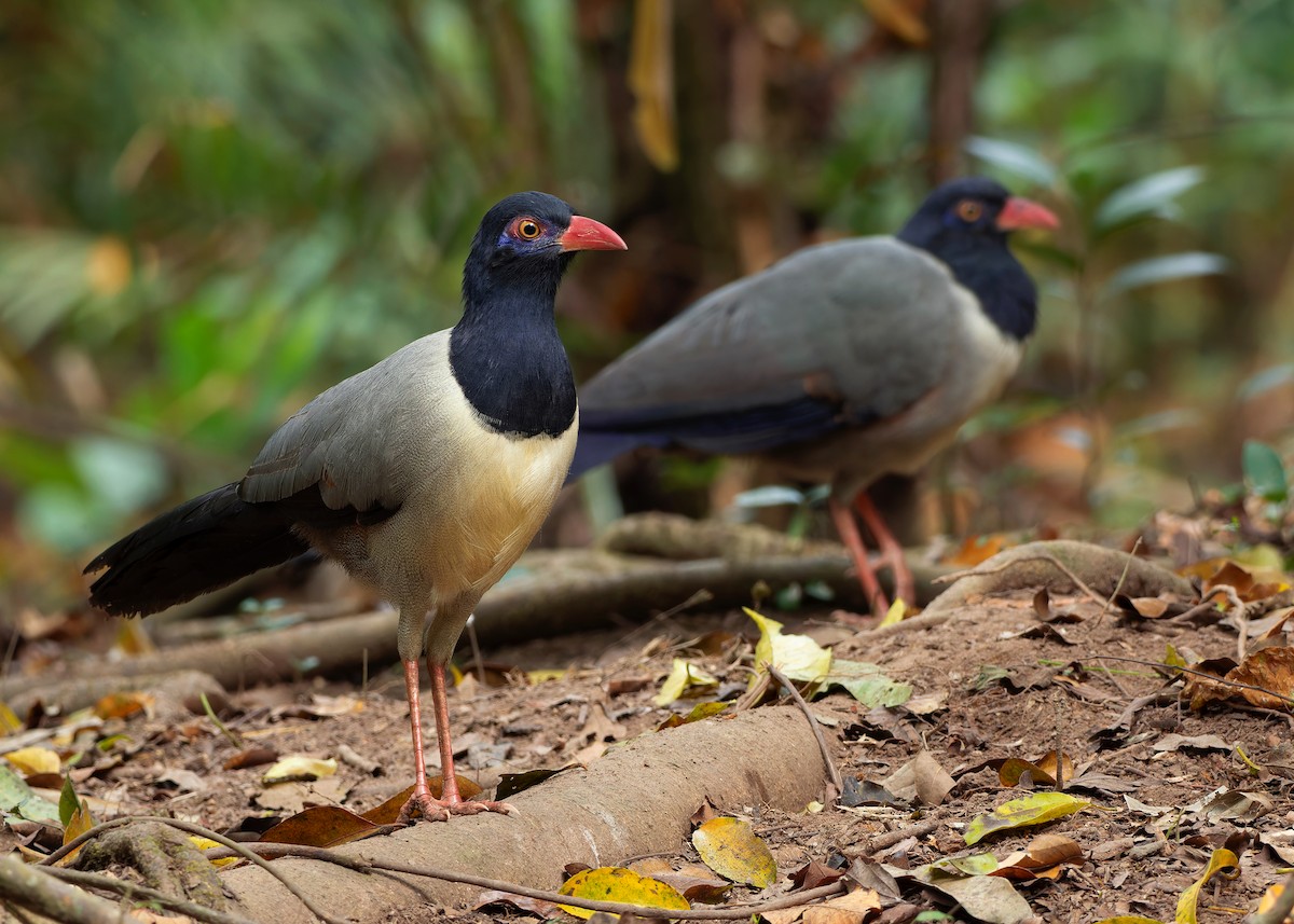 Coral-billed Ground-Cuckoo - ML605584771