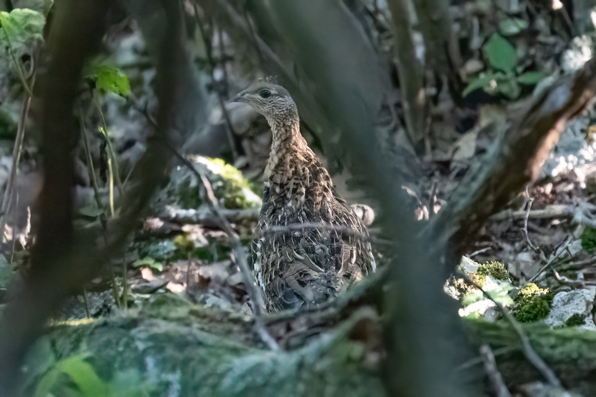 Ruffed Grouse - ML605584991