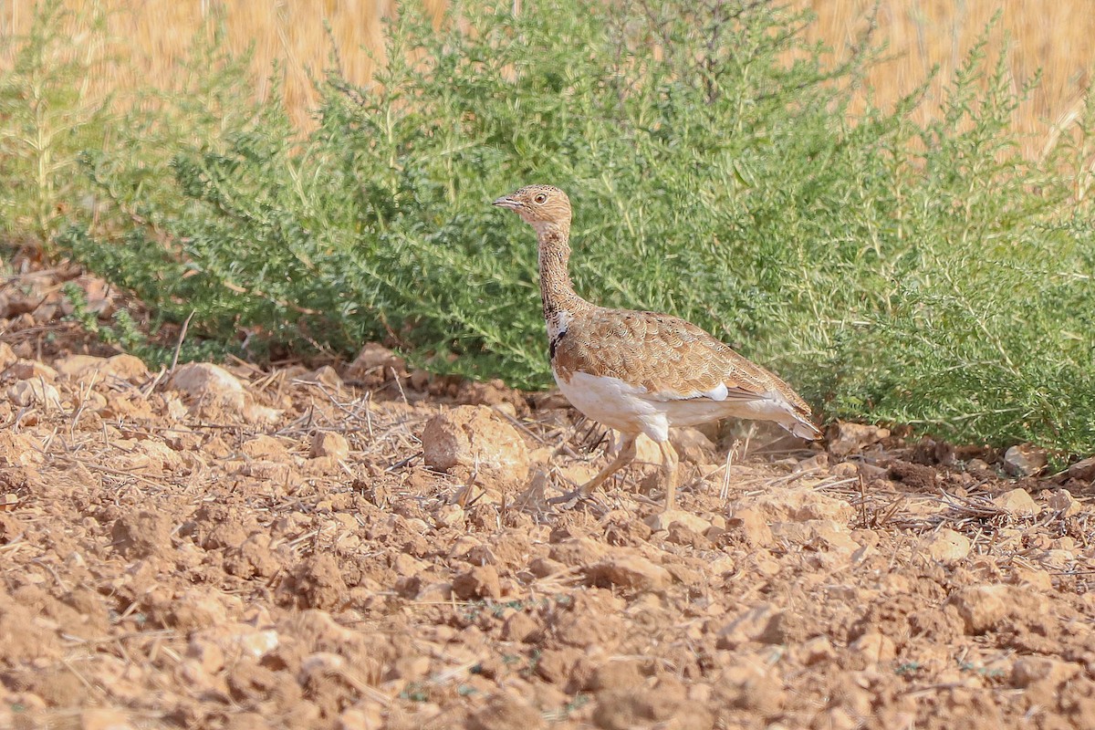 Little Bustard - ML605585011