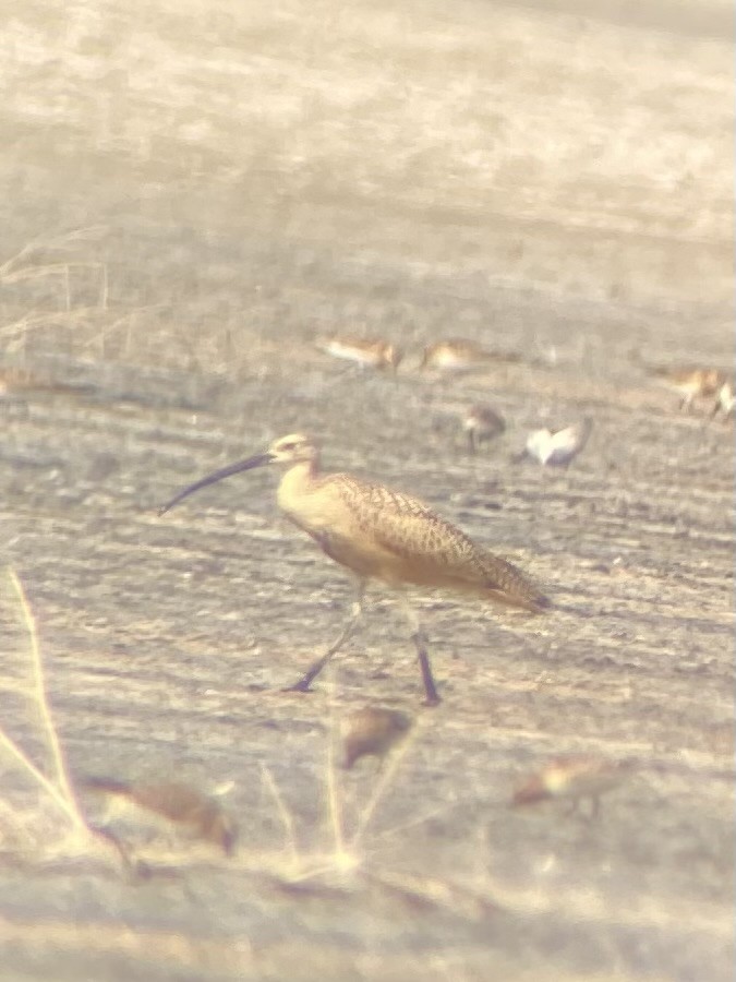 Long-billed Curlew - ML605585161