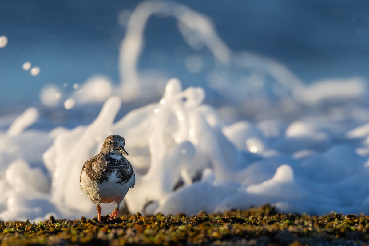 Ruddy Turnstone - Ian Mo