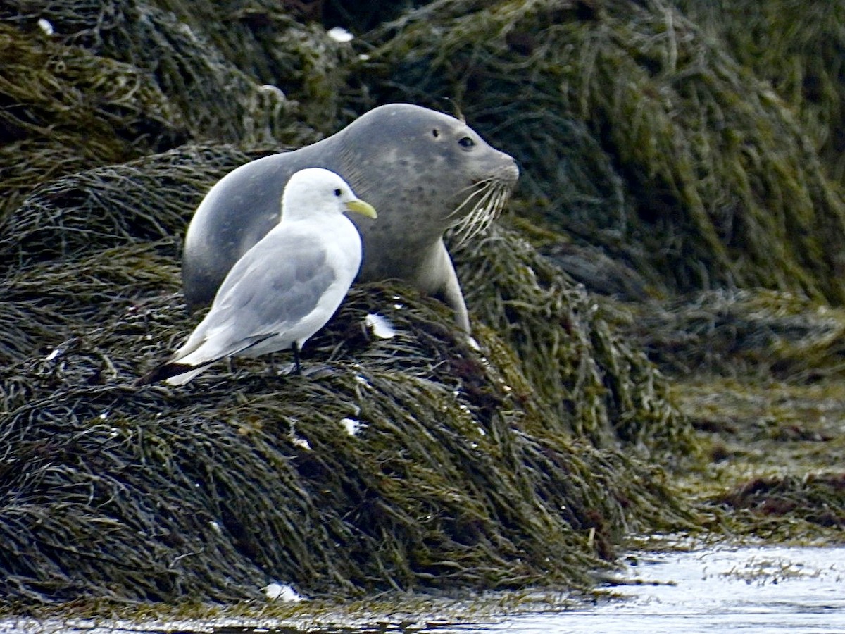 Black-legged Kittiwake - Donna Reis