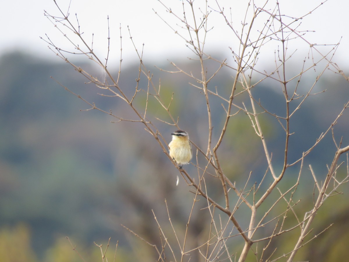 Sharp-tailed Tyrant - ML605587721