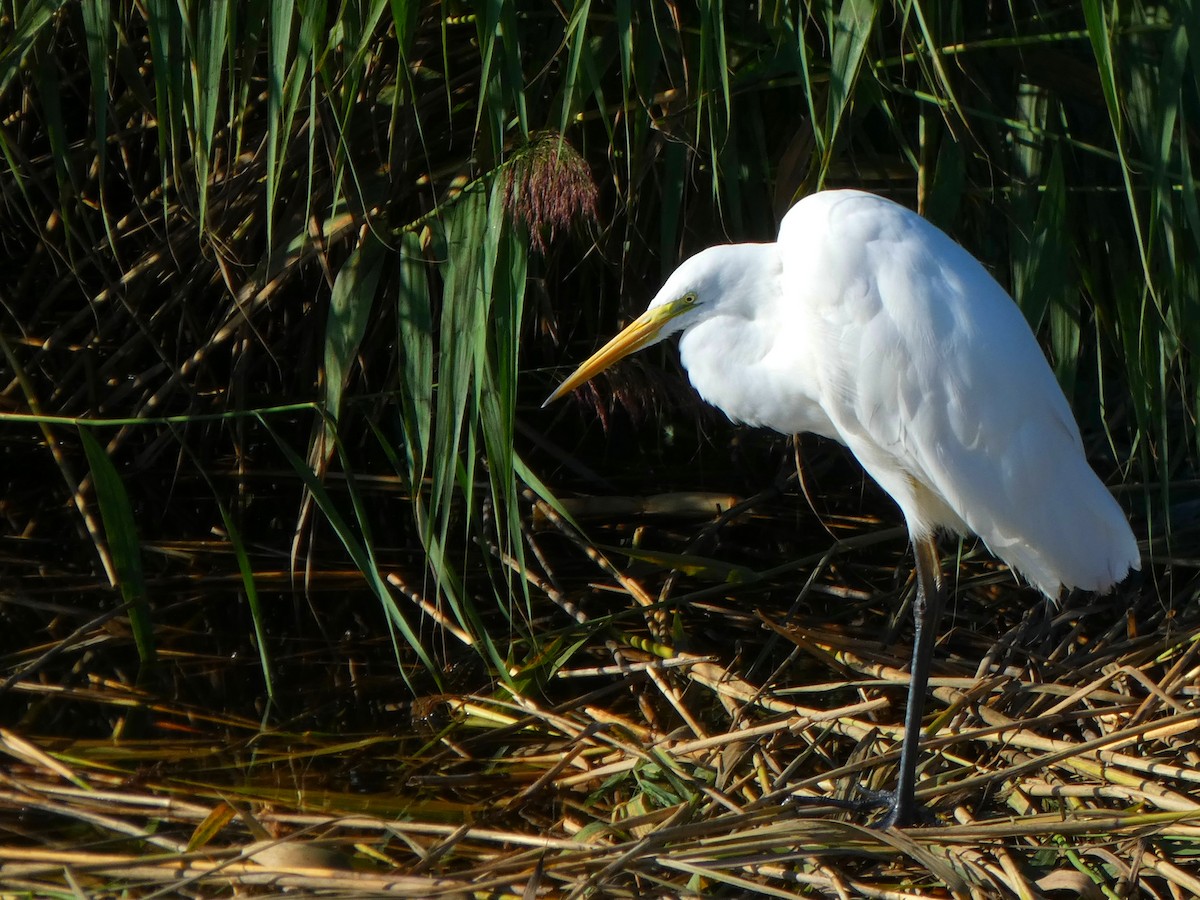 Great Egret (alba) - ML605587891