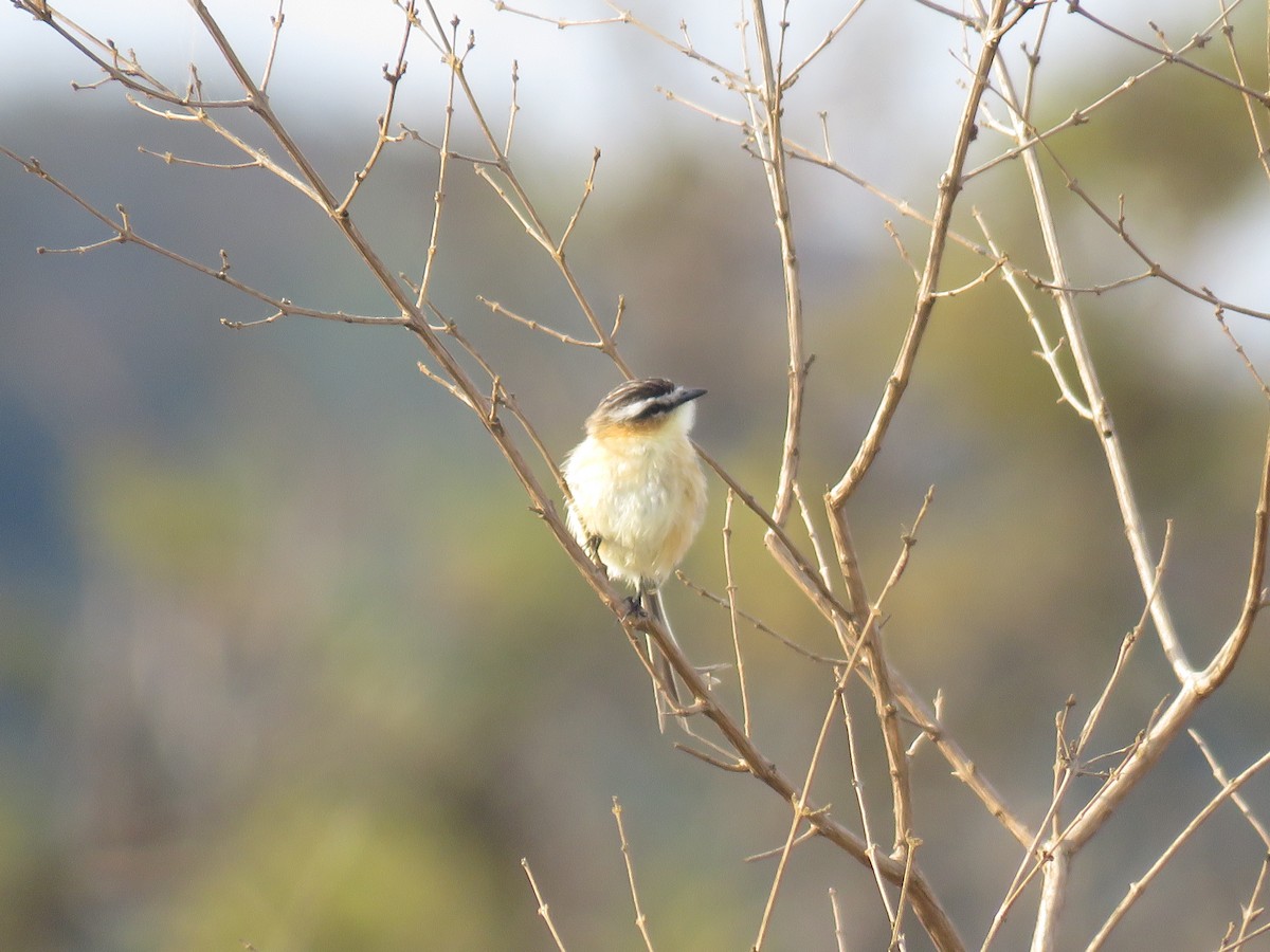 Sharp-tailed Tyrant - ML605587921