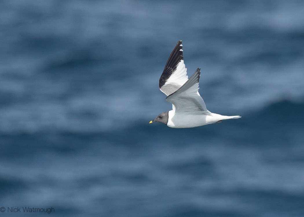 Sabine's Gull - ML605588211