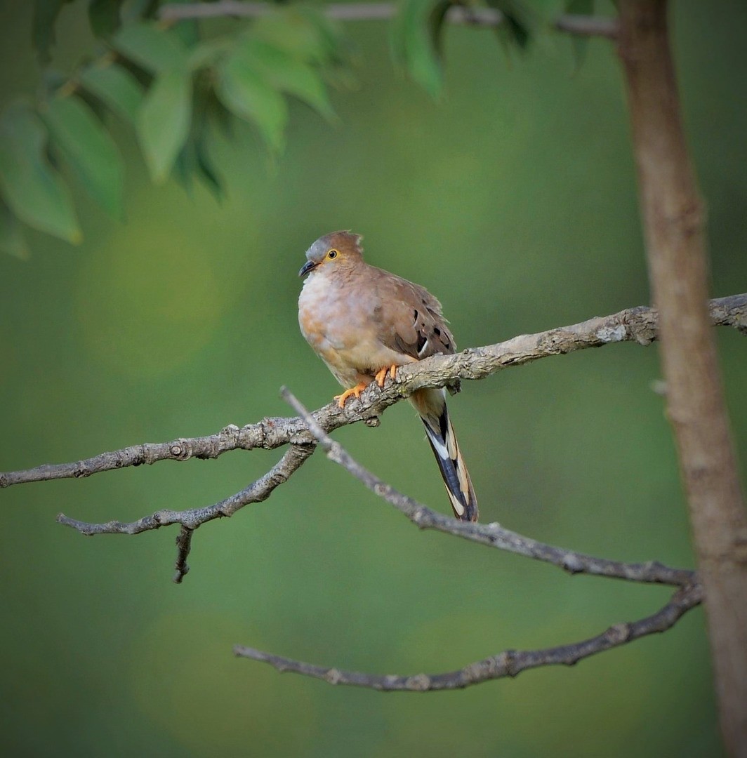 Long-tailed Ground Dove - ML605588411