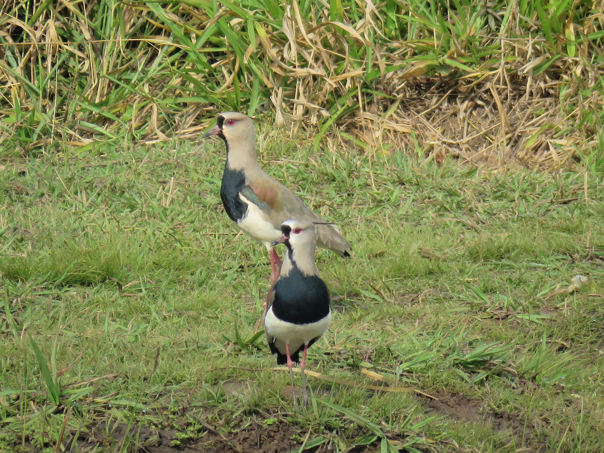 Southern Lapwing - ML605589041