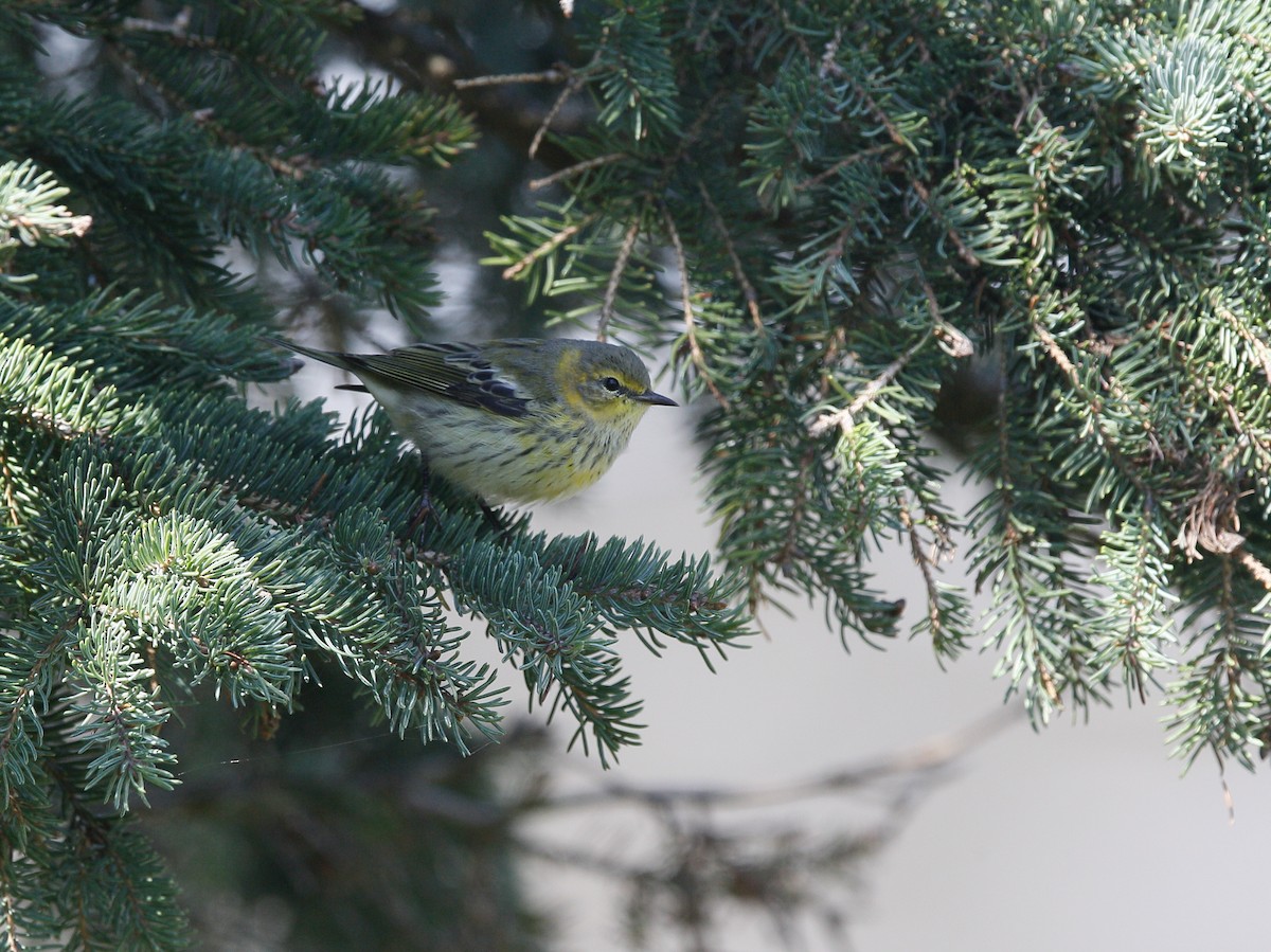 Cape May Warbler - ML605590691
