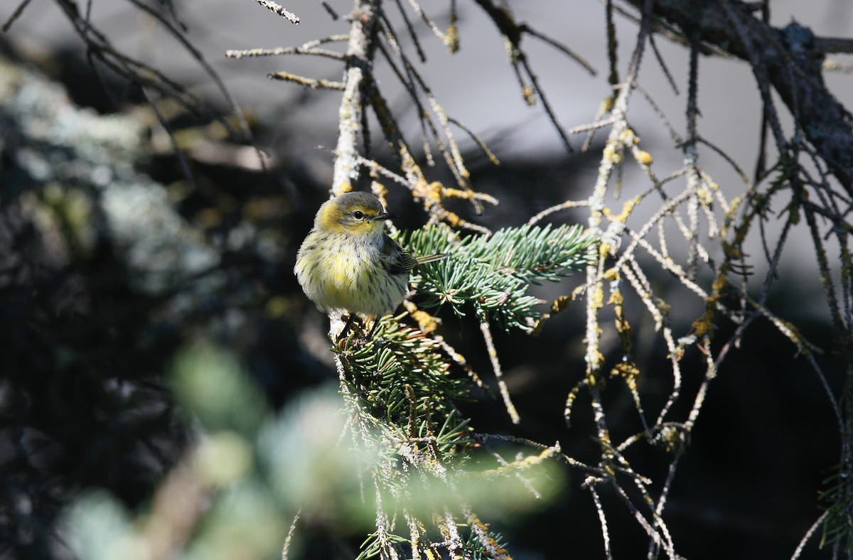 Cape May Warbler - ML605590701